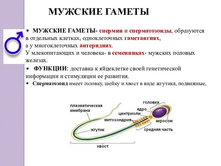 МУЖСКИЕ ГАМЕТЫ МУЖСКИЕ ГАМЕТЫ- спермии и сперматозоиды, образуются в отдельных клетках,