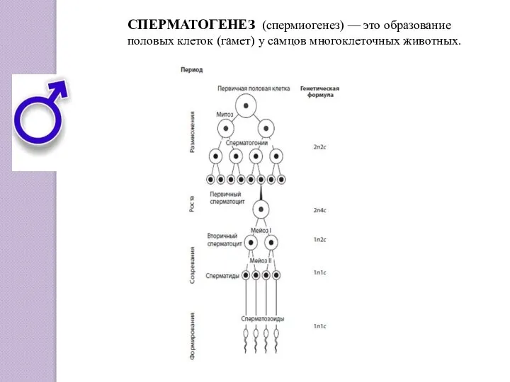 СПЕРМАТОГЕНЕЗ (спермиогенез) — это образование половых клеток (гамет) у самцов многоклеточных животных.