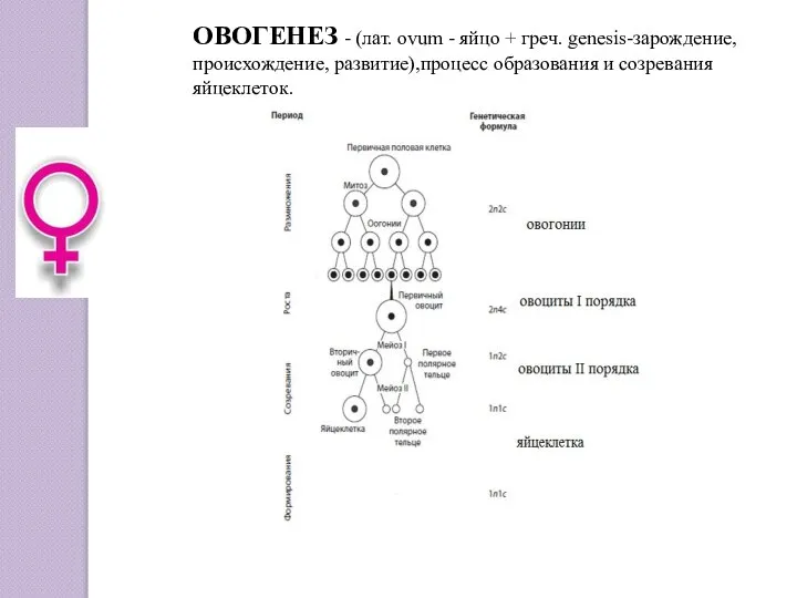 ОВОГЕНЕЗ - (лат. ovum - яйцо + греч. genesis-зарождение, происхождение, развитие),процесс образования и созревания яйцеклеток.