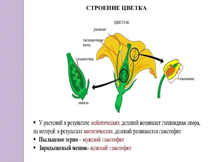 СТРОЕНИЕ ЦВЕТКА