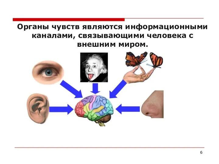 Органы чувств являются информационными каналами, связывающими человека с внешним миром.