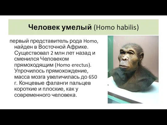 Человек умелый (Homo habilis) первый представитель рода Homo, найден в Восточной