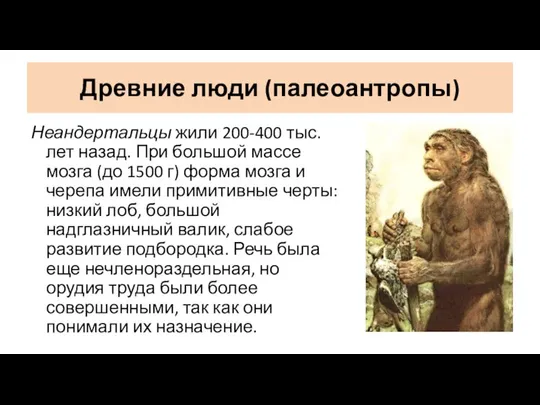 Древние люди (палеоантропы) Неандертальцы жили 200-400 тыс. лет назад. При большой