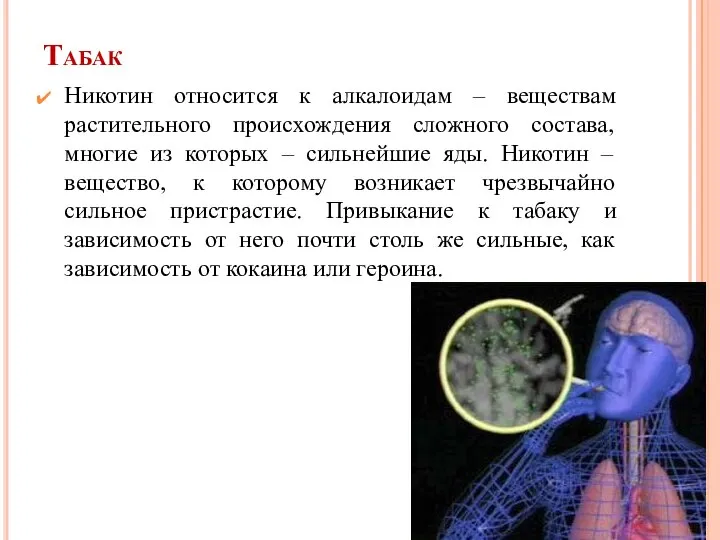 Табак Никотин относится к алкалоидам – веществам растительного происхождения сложного состава,