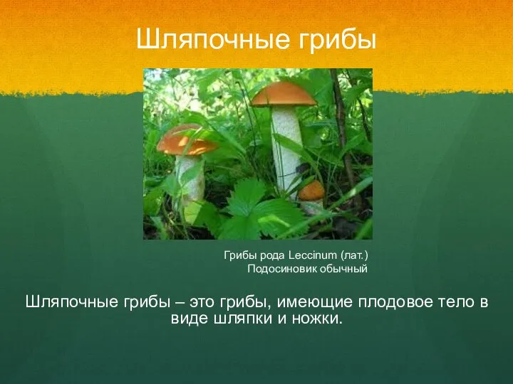 Шляпочные грибы – это грибы, имеющие плодовое тело в виде шляпки
