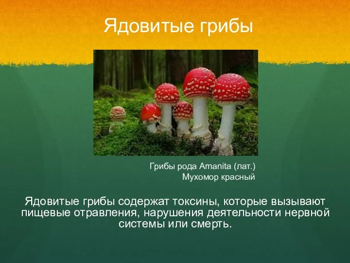 Ядовитые грибы содержат токсины, которые вызывают пищевые отравления, нарушения деятельности нервной