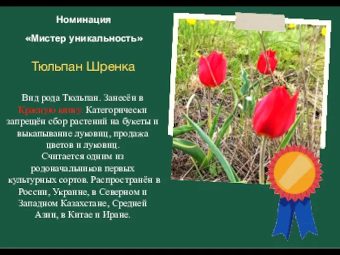 Номинация «Мистер уникальность» Тюльпан Шренка Вид рода Тюльпан. Занесён в Красную