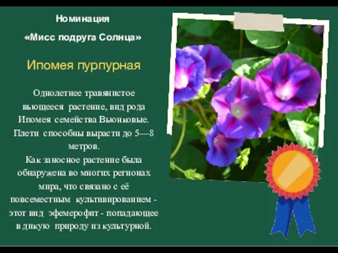 Номинация «Мисс подруга Солнца» Ипомея пурпурная Однолетнее травянистое вьющееся растение, вид