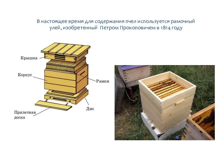 В настоящее время для содержания пчел используется рамочный улей, изобретенный Петром Прокоповичем в 1814 году