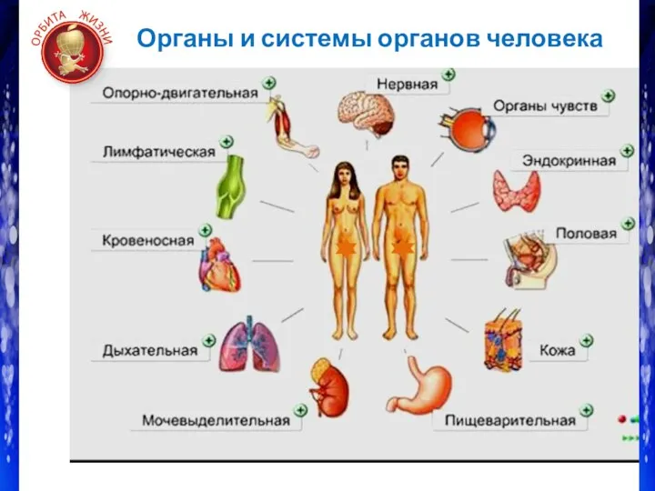 Органы и системы органов человека