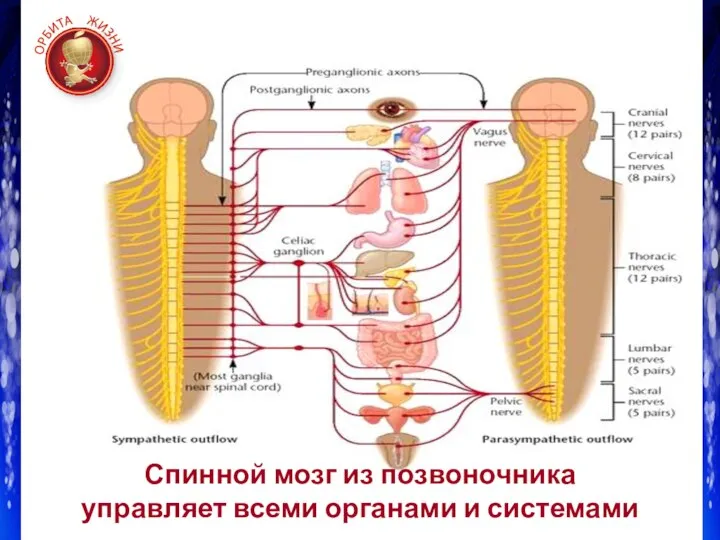 Спинной мозг из позвоночника управляет всеми органами и системами