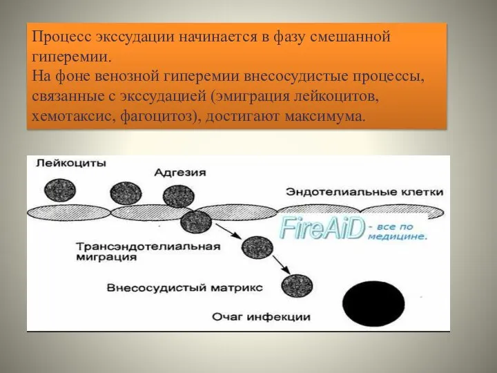 Процесс экссудации начинается в фазу смешанной гиперемии. На фоне венозной гиперемии