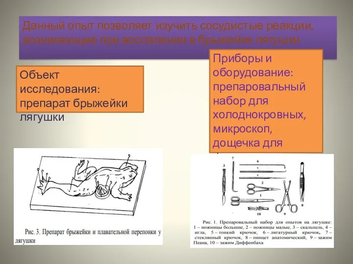 Данный опыт позволяет изучить сосудистые реакции, возникающие при воспалении в брыжейке