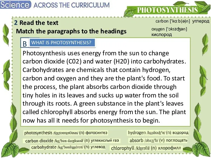 B Photosynthesis uses energy from the sun to change carbon dioxide