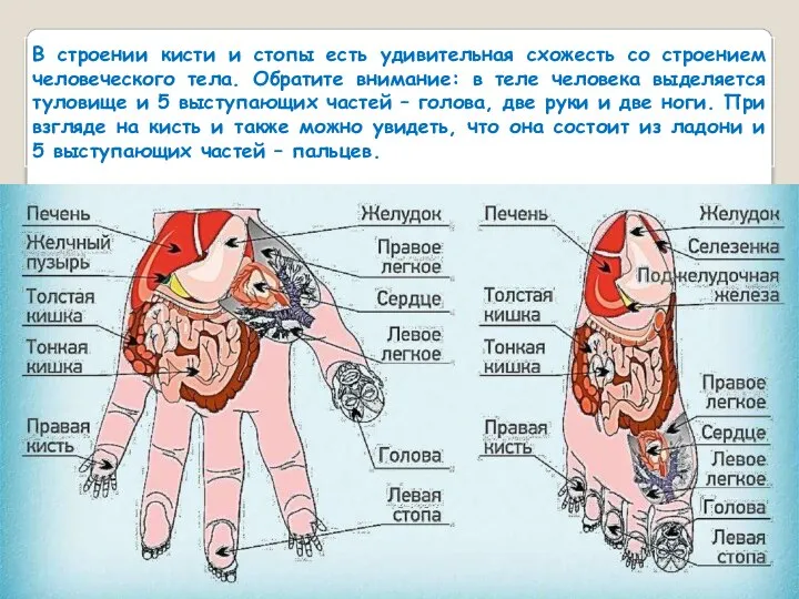 В строении кисти и стопы есть удивительная схожесть со строением человеческого