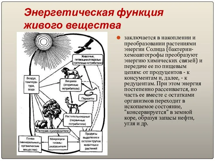 Энергетическая функция живого вещества заключается в накоплении и преобразовании растениями энергии