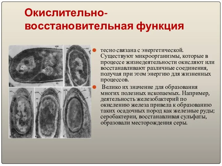 Окислительно-восстановительная функция тесно связана с энергетической. Существуют микроорганизмы, которые в процессе