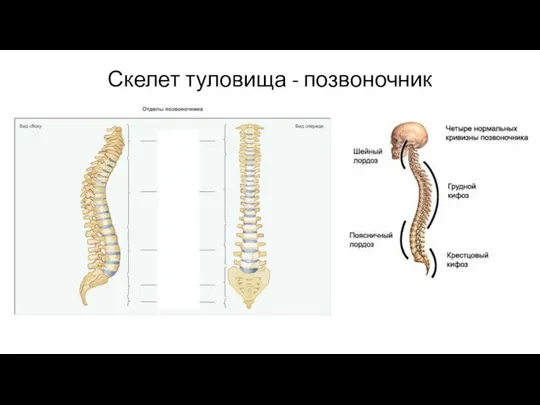 Скелет туловища - позвоночник