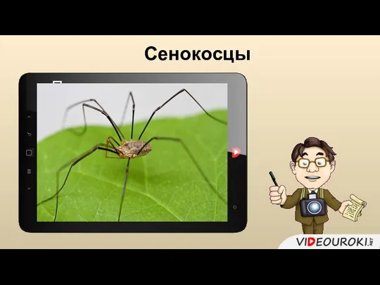 Сенокосцы Похожи на пауков, но: имеют сегментированное брюшко длинные и тонкие ноги, способные отрываться