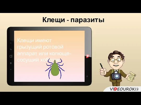 Клещи - паразиты Клещи имеют грызущий ротовой аппарат или колюще-сосущий хоботок.