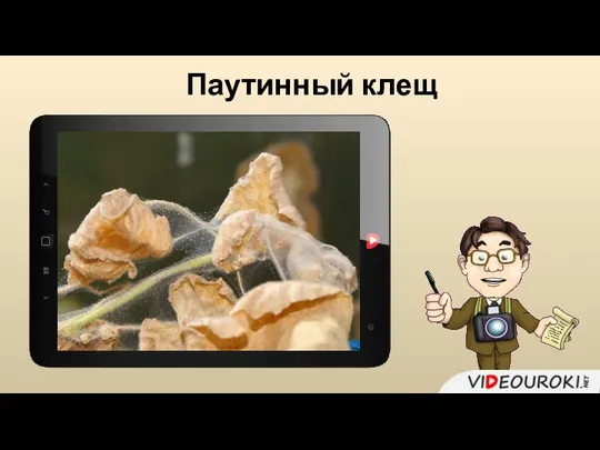 Паутинный клещ