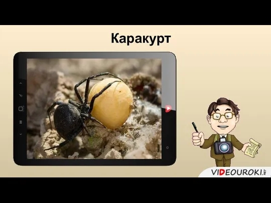 Каракурт