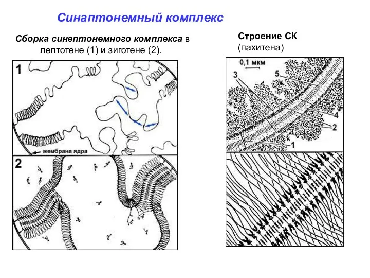 Синаптонемный комплекс Сборка синептонемного комплекса в лептотене (1) и зиготене (2). Строение СК (пахитена)