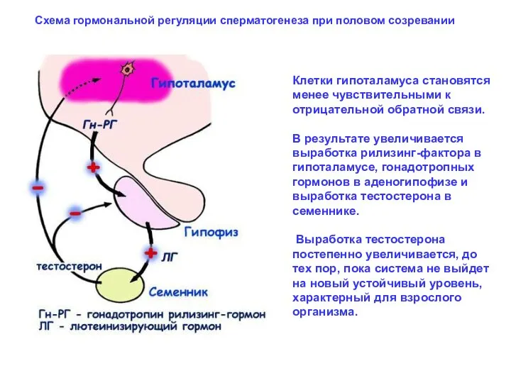 Схема гормональной регуляции сперматогенеза при половом созревании Клетки гипоталамуса становятся менее