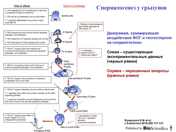 Ruwanpura S M et al. J Endocrinol 2010;205:117-131 Сперматогенез у грызунов