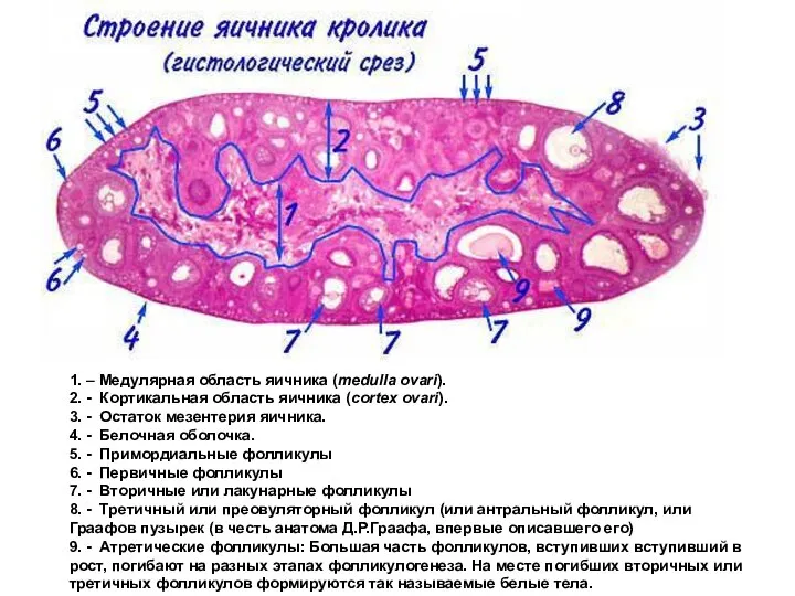 1. – Медулярная область яичника (medulla ovari). 2. - Кортикальная область