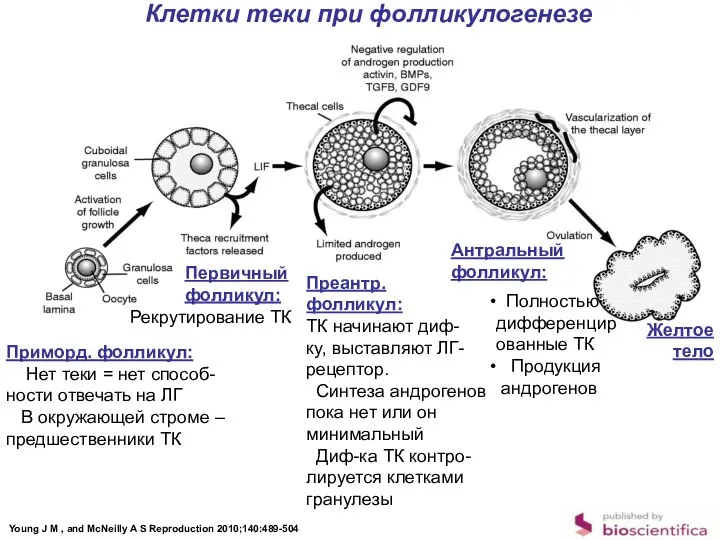 Клетки теки при фолликулогенезе Young J M , and McNeilly A