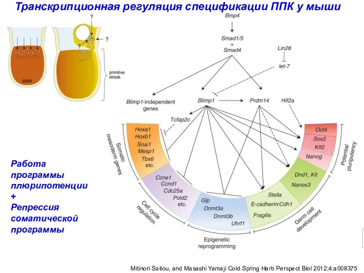 Транскрипционная регуляция спецификации ППК у мыши Mitinori Saitou, and Masashi Yamaji