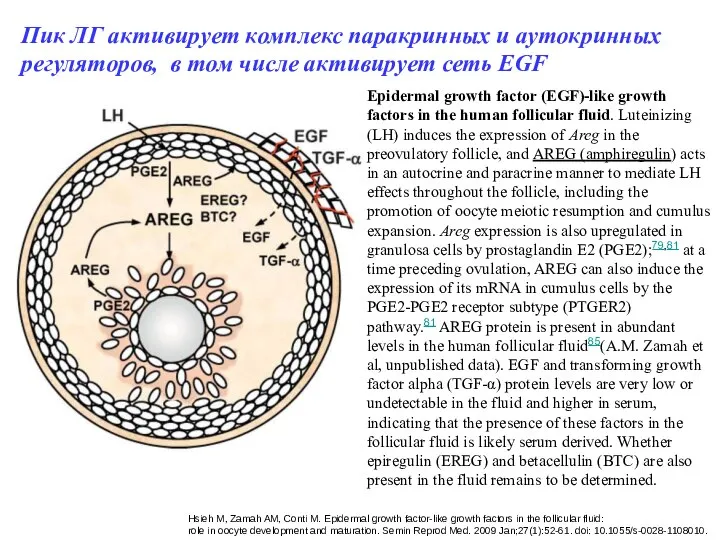 Epidermal growth factor (EGF)-like growth factors in the human follicular fluid.