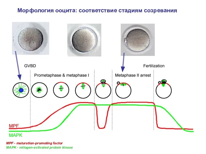 MPF - maturation-promoting factor MAPK - mitogen-activated protein kinase Морфология ооцита: соответствие стадиям созревания