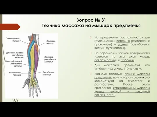 Вопрос № 31 Техника массажа на мышцах предплечья На предплечье располагаются