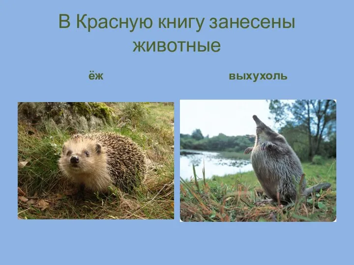 В Красную книгу занесены животные ёж выхухоль