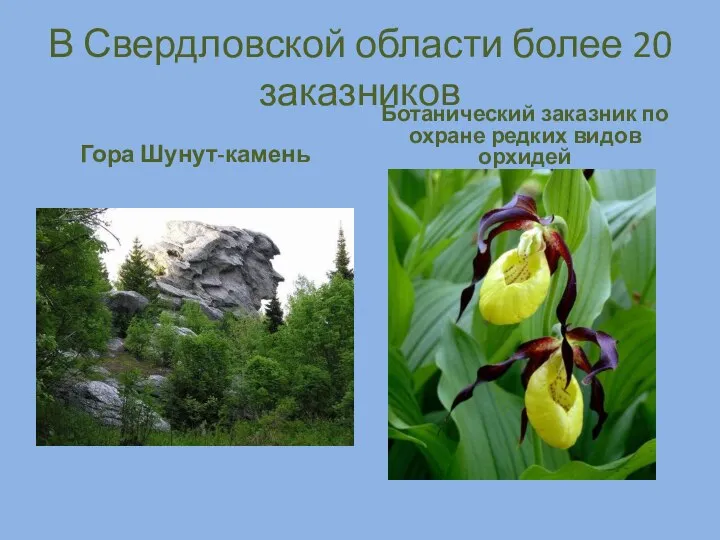 В Свердловской области более 20 заказников Гора Шунут-камень Ботанический заказник по охране редких видов орхидей