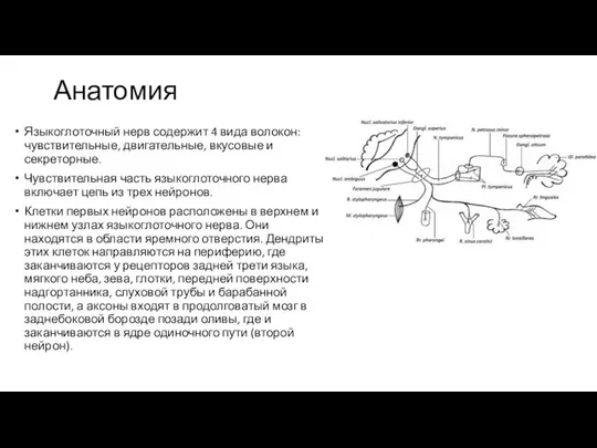 Анатомия Языкоглоточный нерв содержит 4 вида волокон: чувствительные, двигательные, вкусовые и