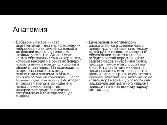 Анатомия Добавочный нерв - чисто двигательный. Тела периферических нейронов расположены колонкой