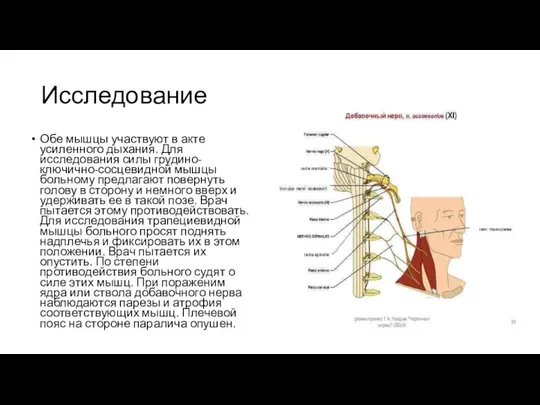 Исследование Обе мышцы участвуют в акте усиленного дыхания. Для исследования силы