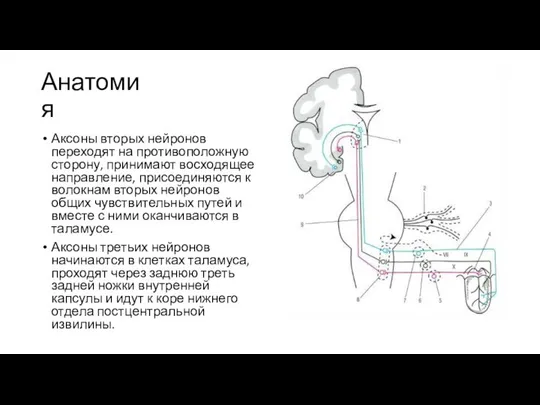 Анатомия Аксоны вторых нейронов переходят на противоположную сторону, принимают восходящее направление,