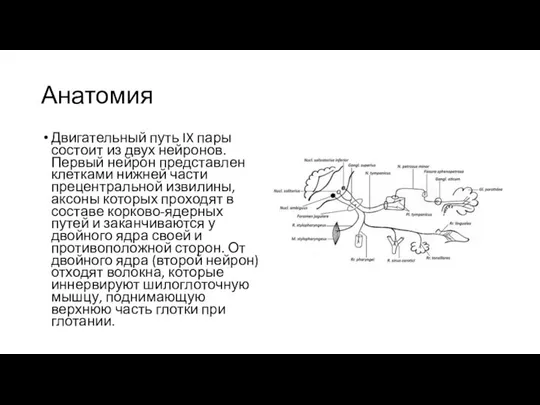 Анатомия Двигательный путь IX пары состоит из двух нейронов. Первый нейрон