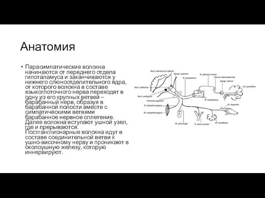 Анатомия Парасимпатические волокна начинаются от переднего отдела гипоталамуса и заканчиваются у