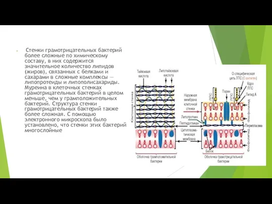 Стенки грамотрицательных бактерий более сложные по химическому составу, в них содержится
