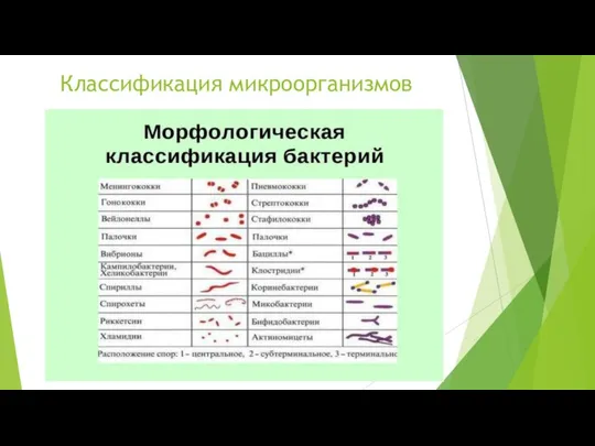 Классификация микроорганизмов