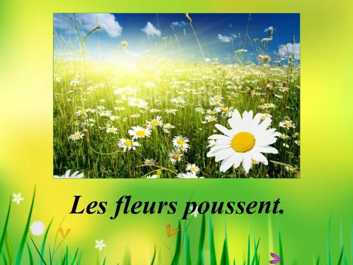 Les fleurs poussent.