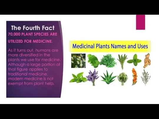 The Fourth Fact 70,000 PLANT SPECIES ARE UTILIZED FOR MEDICINE. As