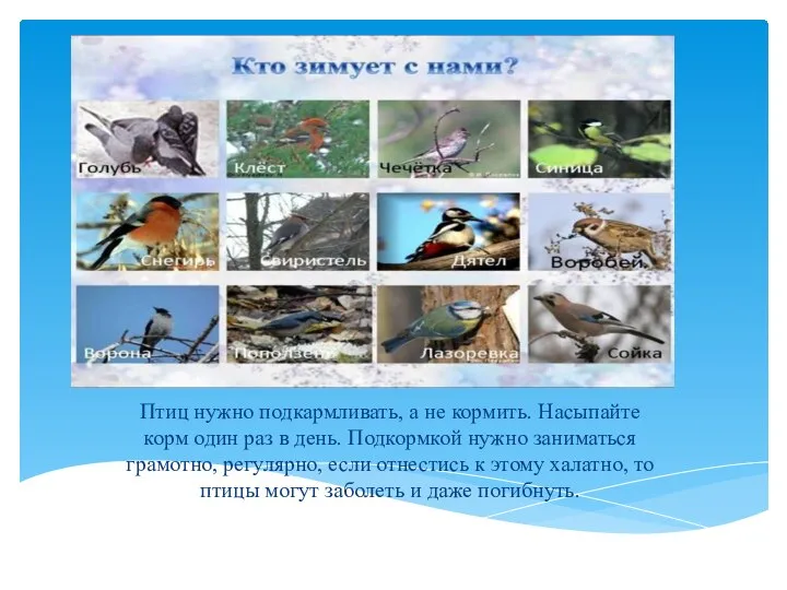 Птиц нужно подкармливать, а не кормить. Насыпайте корм один раз в