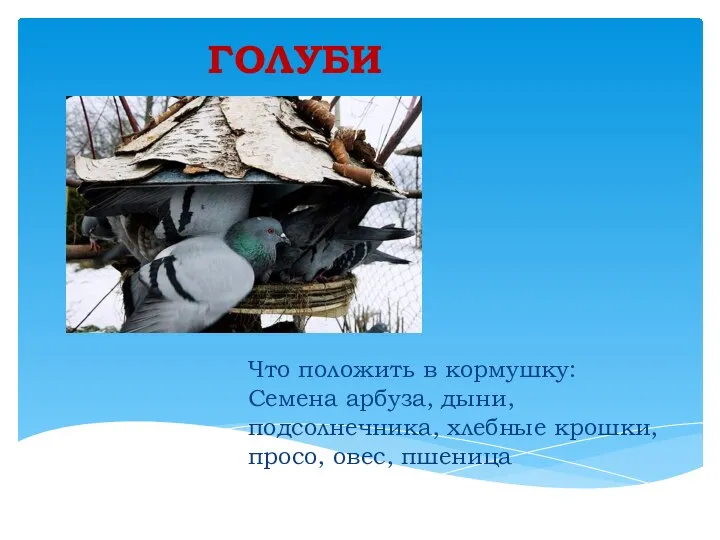 ГОЛУБИ Что положить в кормушку: Семена арбуза, дыни, подсолнечника, хлебные крошки, просо, овес, пшеница