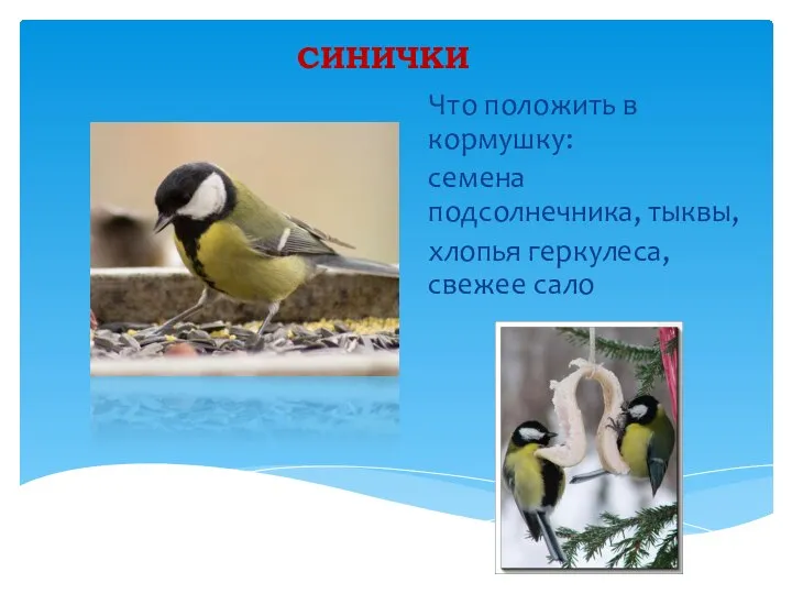 СИНИЧКИ Что положить в кормушку: семена подсолнечника, тыквы, хлопья геркулеса, свежее сало